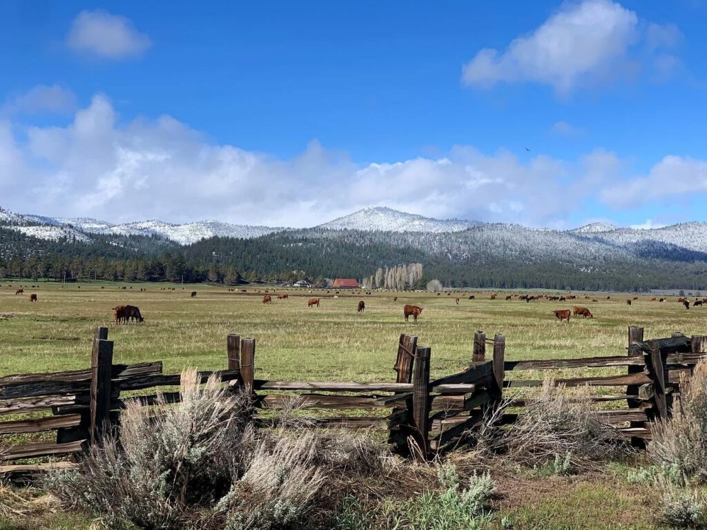 Cattle grazing in a pasture with snow-capped mountains and ranch buildings in the background